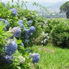 加西市の草花