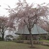 とりが啼く・・・