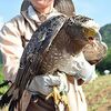 カンムリワシの「崎ちゃん」放鳥