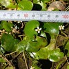 あなたに惹かれる・3  ヒメシロアサザ
