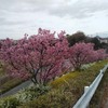 根岸線沿いの桜