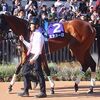 調整を工夫して今回はＧ１の雰囲気に呑まれることなくレースへ臨めたのは○。最後の直線、一瞬夢を見るも、残り２００ｍを切ってからは前と同じ脚色になって６着止まり。この経験を今後の更なる飛躍に繋げて欲しい。★ミアネーロ