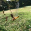 昆虫の世界　ジョロウグモの網に捕らわれたアキアカネの末路