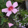 除草は続くよ何処までも