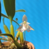 Bulbophyllum ambrosia　斑入り (variegated orchid)