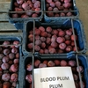 オーストラリア・パースでファームジョブ始めました。Blood plum