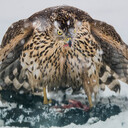                      Wild life