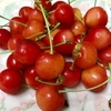 初物 🍒