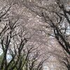 2017年度の千本桜のお花見