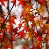 京都府立植物園で紅葉を楽しんできました