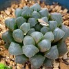 🌵多肉植物    葉が透けて綺麗なオブツーサ他🌵