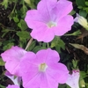ペチュニアやアサガオの花