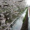 散りゆく桜とツバメの姿確認！