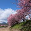 河津桜でひとあし早く春を満喫してきた。