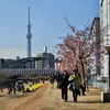 河津桜と東京下町巡り
