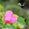 【芙蓉に！】ダース・ベイダーみたいな蜂です！　A bee that looks like Darth Vader!