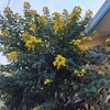 白山のコバノセンナ