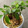 【観葉植物】またしても、ガジュマルにハダニが付いた