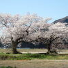 上堰潟公園の桜と布目夫婦桜2020