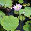 ハスの花の魅力を満喫！天龍寺の放生池からの景観