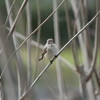 大阪城野鳥探鳥 2015/01/10 7:00-13:35