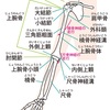 身体の使い方シリーズ191『肘を下げるには鎖骨を下げる』肘を使うために鎖骨を意識します。巻き肩予防や呼吸を深くしたり・突きを重く・広背筋を効かせる・等6つのメリットで考察致します。一般の方はもとよりクライマー・武術家の方々にもオススメです‼︎