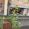 夏の花・ひまわり