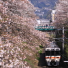 鉄道撮影　御殿場線　山北　桜