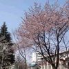 満開の桜を見上げて…(゜∇゜)