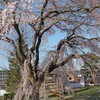 2014年の桜　ー栖吉川土手の桜