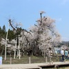 置賜さくら回廊　Part 1　伊佐沢の久保桜　(長井市)