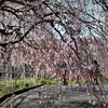 春の名所めぐり　　奥山、気賀を訪れ枝垂れ桃や桜を満喫した