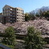 今年の桜