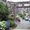 白山神社のあじさい、アジサイ、紫陽花、七変化、八仙花