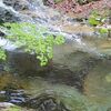 足尾・庚申川笹ミキ沢