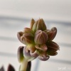 今日の多肉事…　待ち遠しい開花