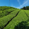 1200年前のお茶2026年版完成！ & 献茶@高野山