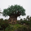 オーランド ウォルトディズニーワールドへ行こう（1日目：ディズニー・アニマルキングダム1） / Trip to Walt Disney World, Orlando (Day 1 : Disney's Animal Kingdom)