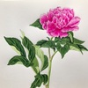 エミータS.478／(先回の続き)美人の形容になっているシャクヤクの花です