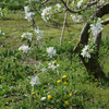 林檎の花ほころび