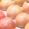 日本一の冬春トマトの出荷【熊本】    