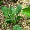 おうち菜園🌱小松菜の育て方と美容に嬉しい栄養効果💡