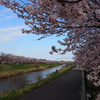 通勤途中でお花見