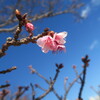 熱海で桜が咲き始める
