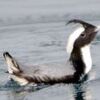 「黒潮のペンギン」飛来　牟岐にカンムリウミスズメ  