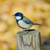 鳥の声はシジュウカラ？＆大失敗