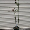 ブログ版・秋花剪定（その２）問題児編