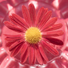 パスポートの紋章：菊の花