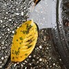 しっかり雨が降った