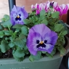 プランターの花と切り花🌸
